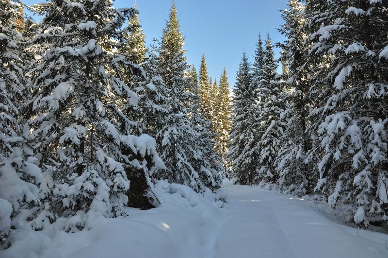россия, кузбасс, пейзажи, ноябрь, снег, лес Первый снег в лесуphoto preview