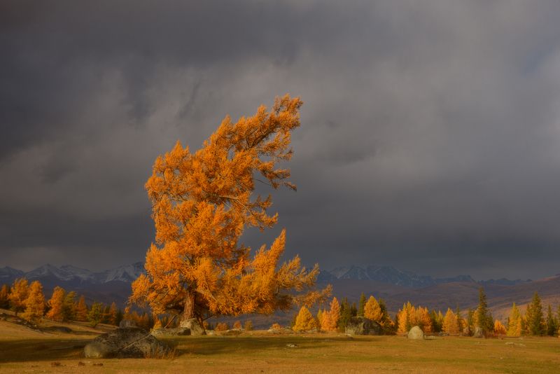 Алтайские деревьяphoto preview