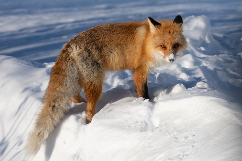 алтай, фауна алтая, животные, животный мир, лиса, лисица, рыжая, охотница, мышеловка, зима Рыжая охотницаphoto preview