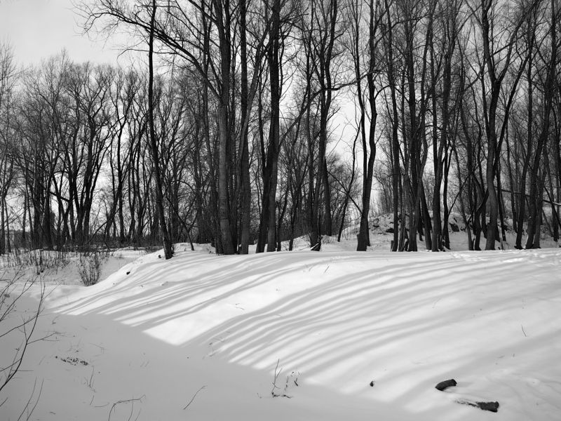 деревья,тени,снег,ноябрь Тени на снегуphoto preview