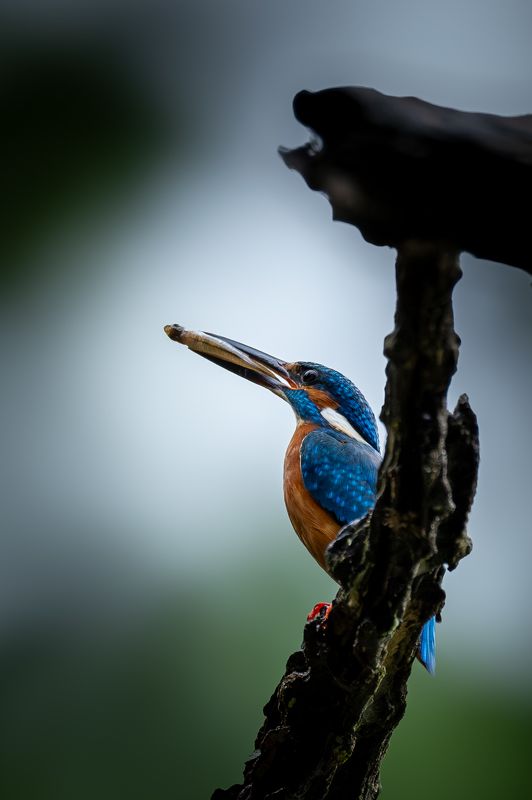 Catch of the Day!photo preview