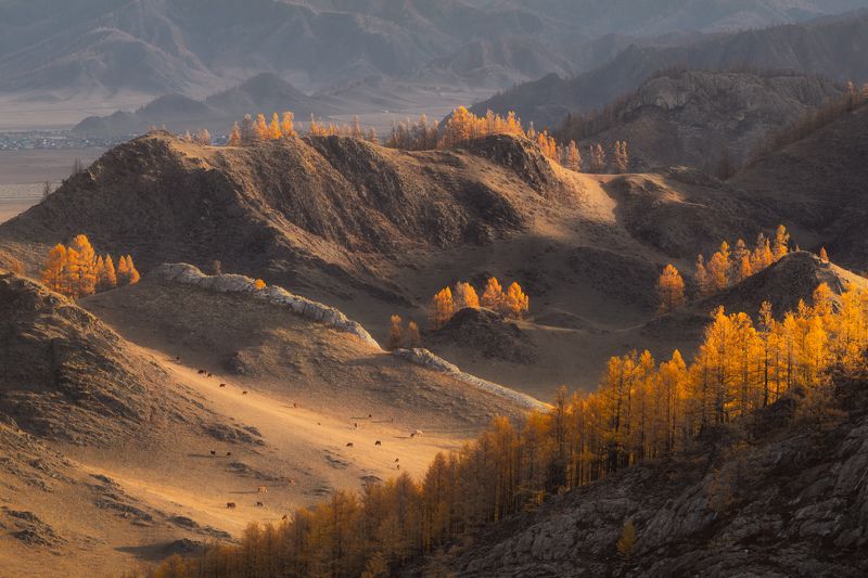 Ритмы алтайских пастбищphoto preview