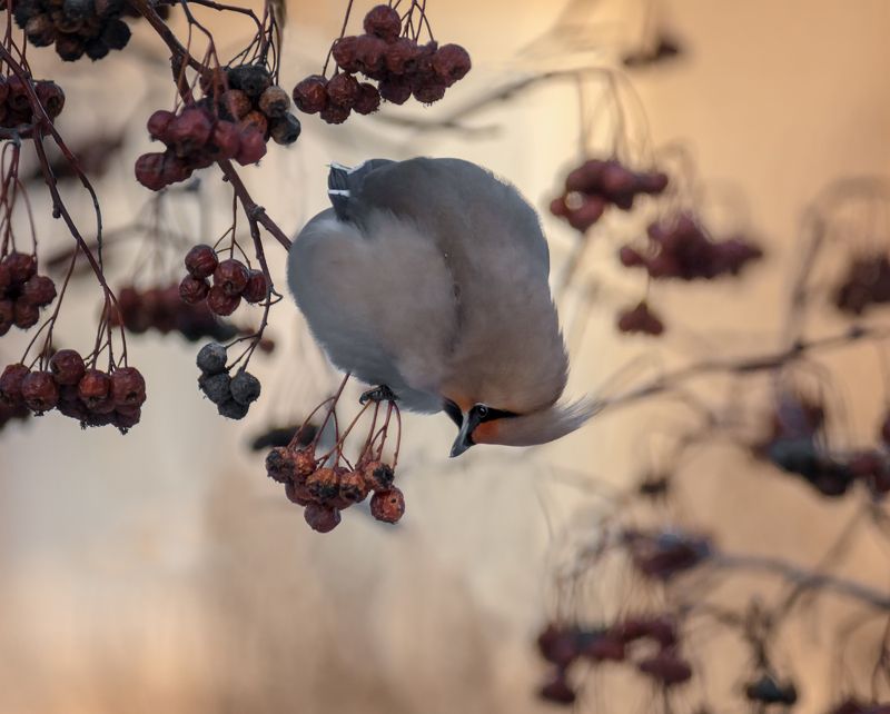 птица, свиристель, рябина, Как надуться на рябину (3ФОТО)photo preview
