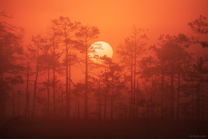 туман, болото, рассвет, морошка, карельский перешеек, ленинградская область, озерковое болото Лето на болотах Карельского перешейкаphoto preview