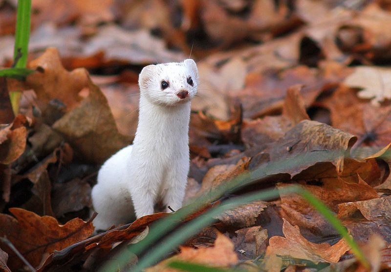 Ласкаphoto preview