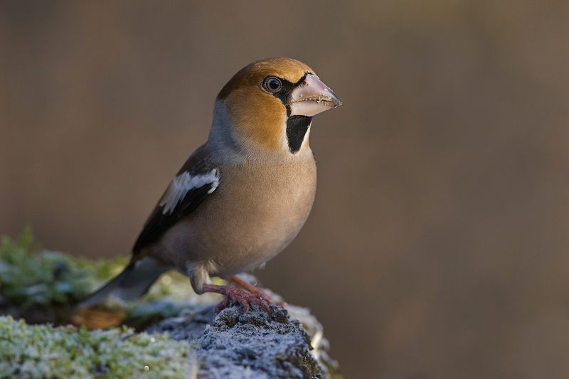 дубонос,самец,портрет Задумчивый...photo preview