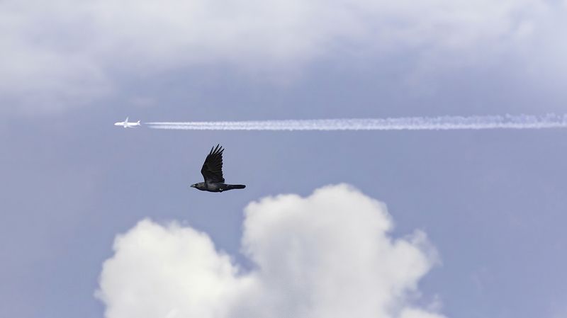 ворон, самолёт, небо Наперегонкиphoto preview