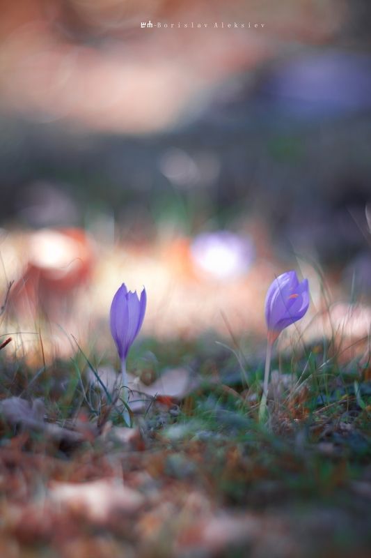 purple,flowers,light,dark,autumn,nature,bokeh, Purplephoto preview