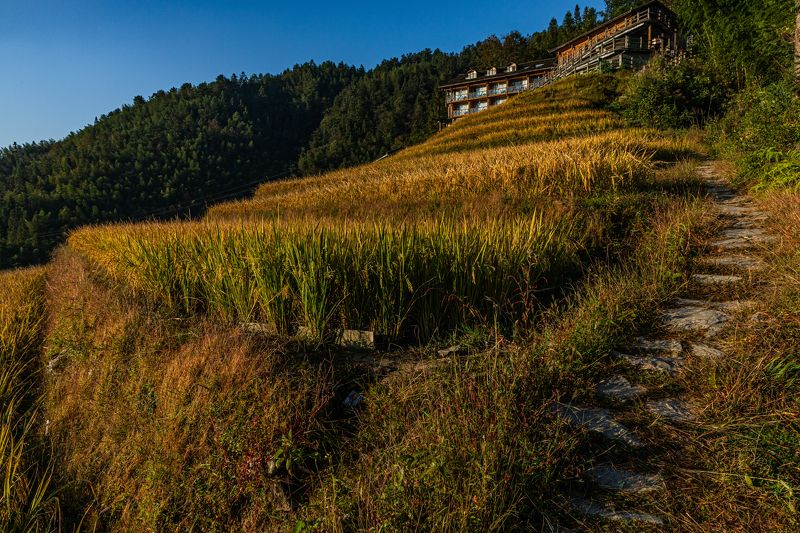 Китай. Террасы. Рис. Утро. Осень. Утро на рисовых террасах 2photo preview