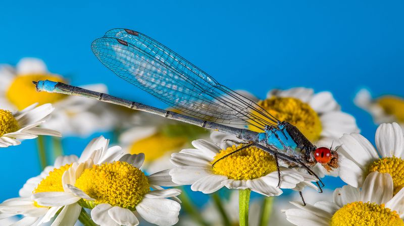 Стрекоза равнокрылаяphoto preview