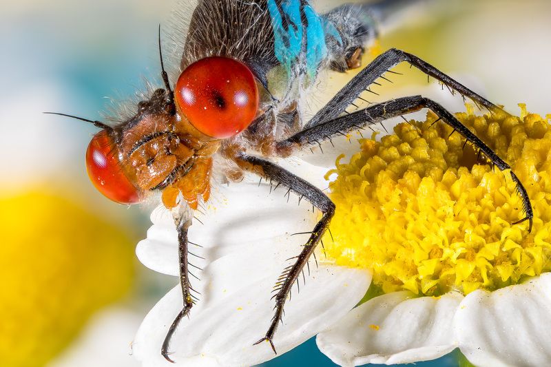 Стрекоза равнокрылаяphoto preview