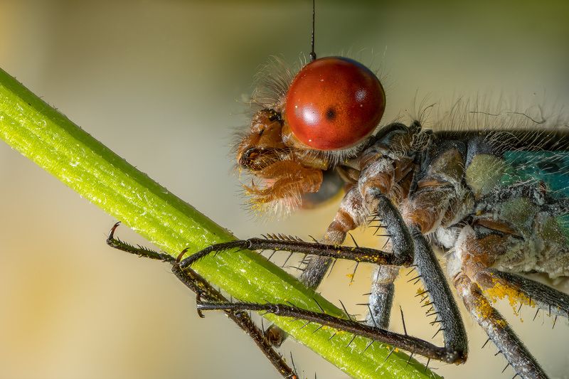 Стрекоза равнокрылаяphoto preview