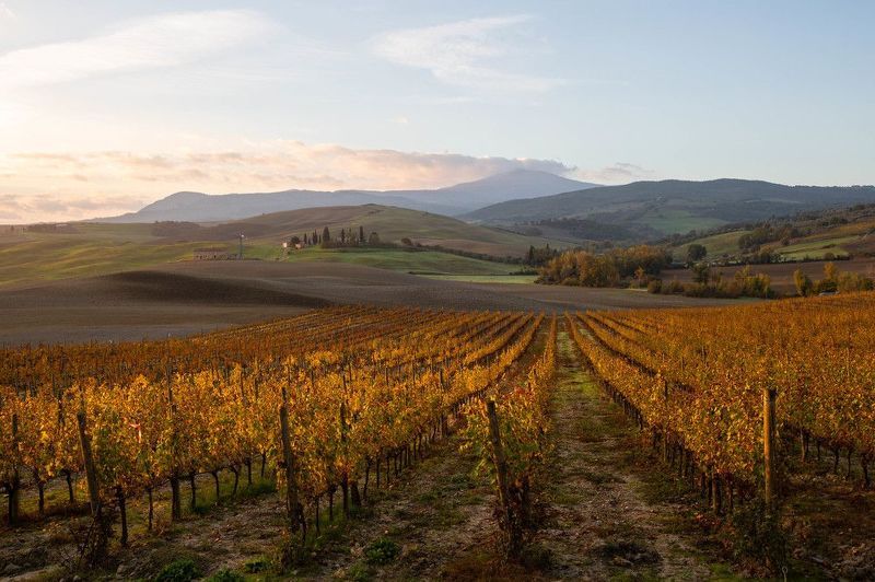 Виноградники Тосканыphoto preview