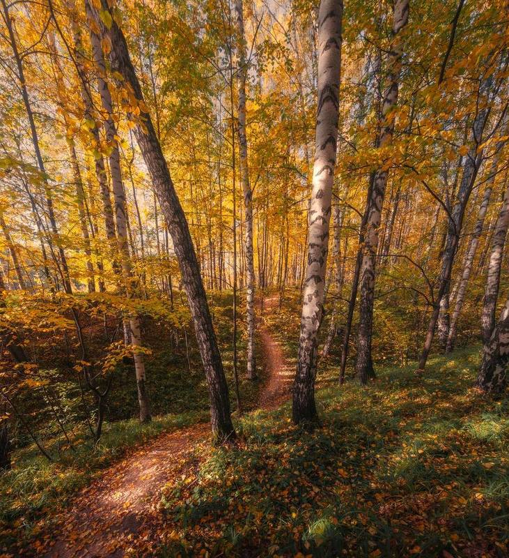 В осеннем лесуphoto preview