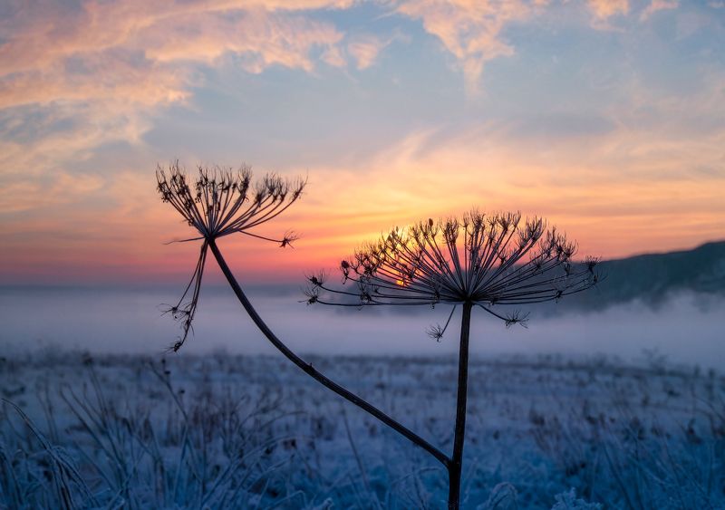зима, рассвет, мороз, туман, борщевик, Про борщевик на рассветеphoto preview