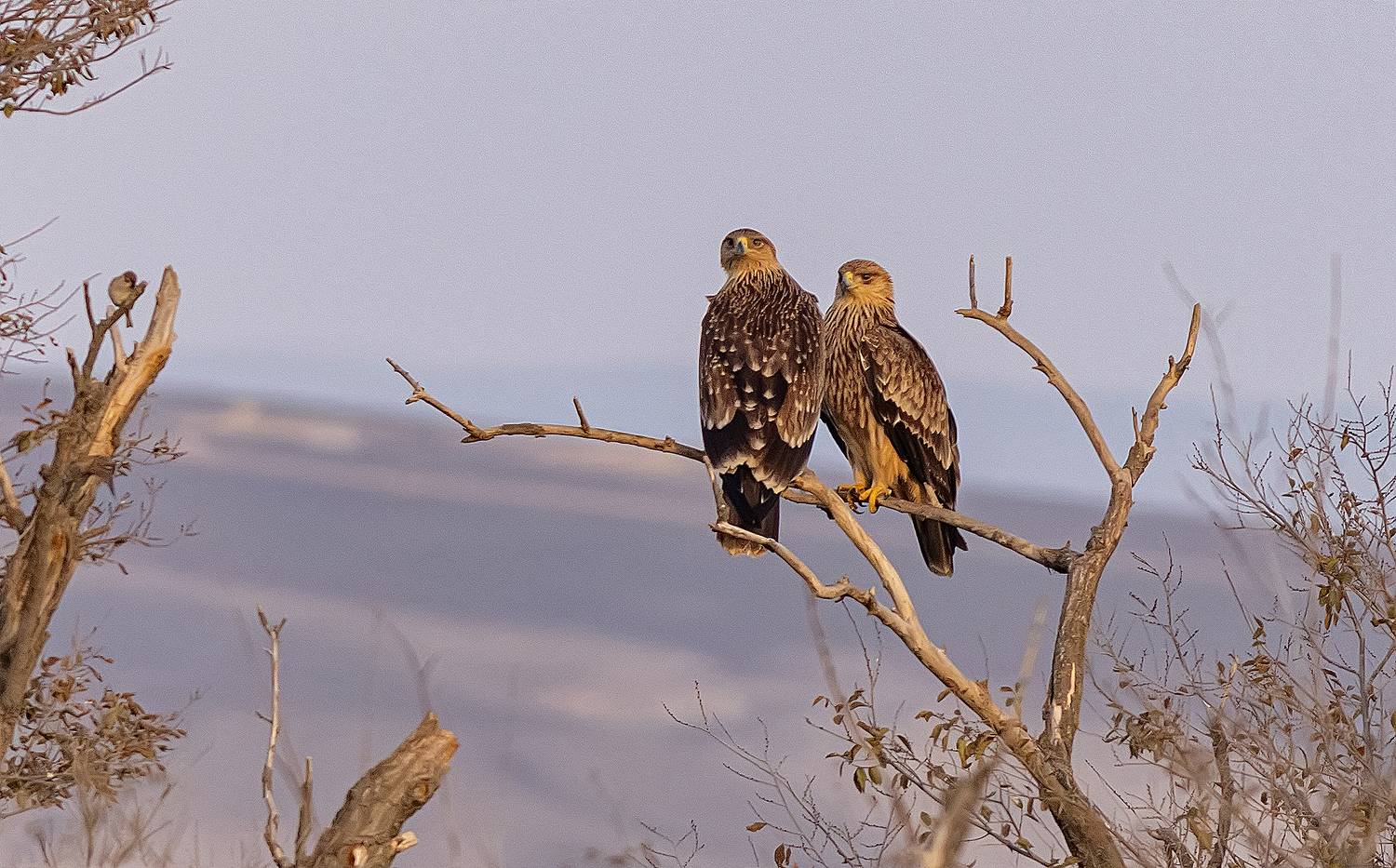 На отдыхе. Автор: Широких Александр птицы, орлы, дагестан, ноябрь, Широких Александр