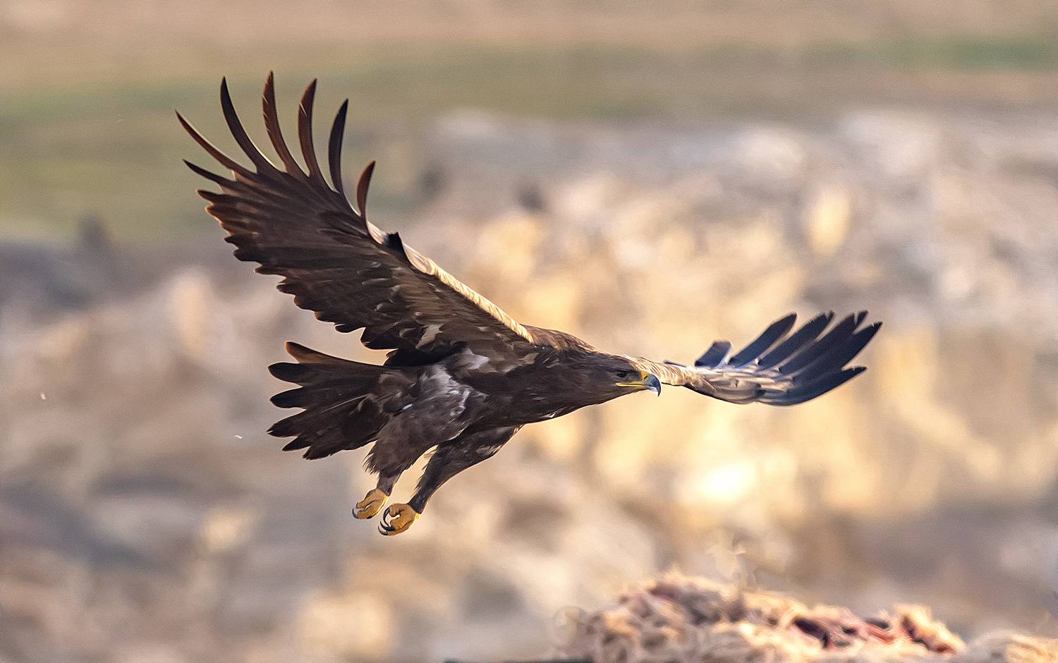 Орёл могильник. Автор: Широких Александр птицы, хищники, орлы, Широких Александр