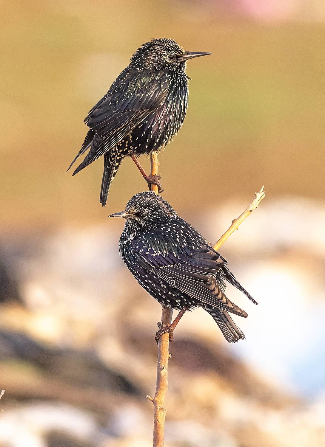Скворцы. Автор: Широких Александр птицы, скворцы, ноябрь, Широких Александр
