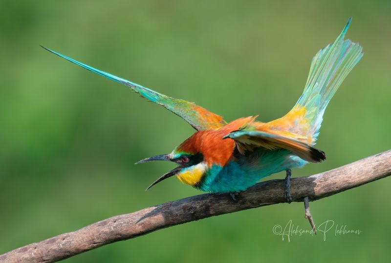 Wildlifephoto preview