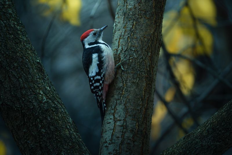 Симпатягаphoto preview