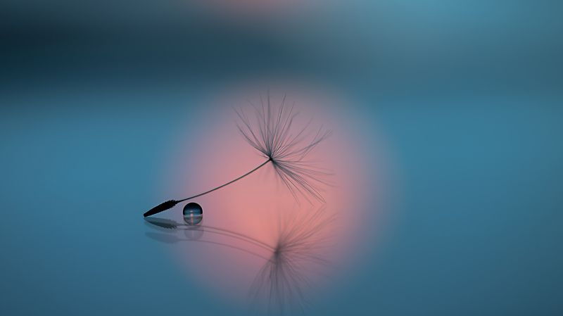 макро, одуванчик, macro, dandelion, dandelion seeds, canon, drops, Тишинаphoto preview