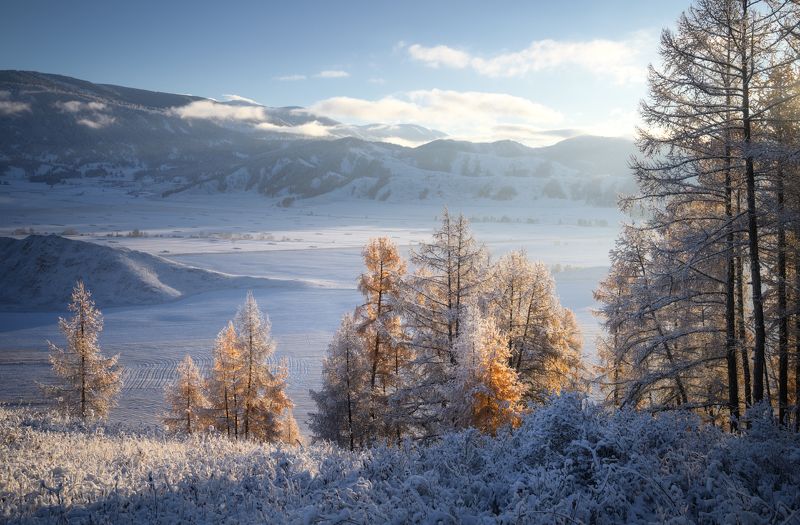алтай, горный алтай, пейзажи алтая, усть-коксинский район, предзимье, золотая осень, горы, первый снег, осенний алтай, лиственницы, октябрь Свежесть предзимьяphoto preview