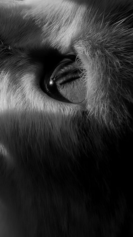 животные Взглядphoto preview