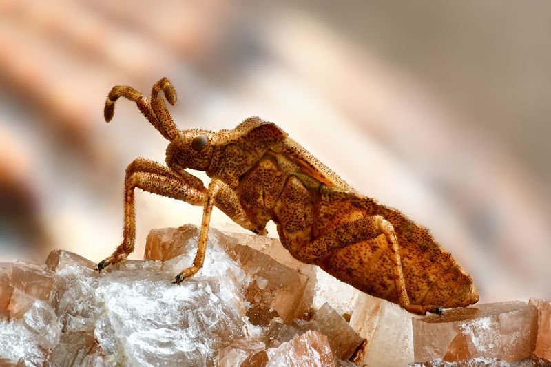 Coreus marginatusphoto preview