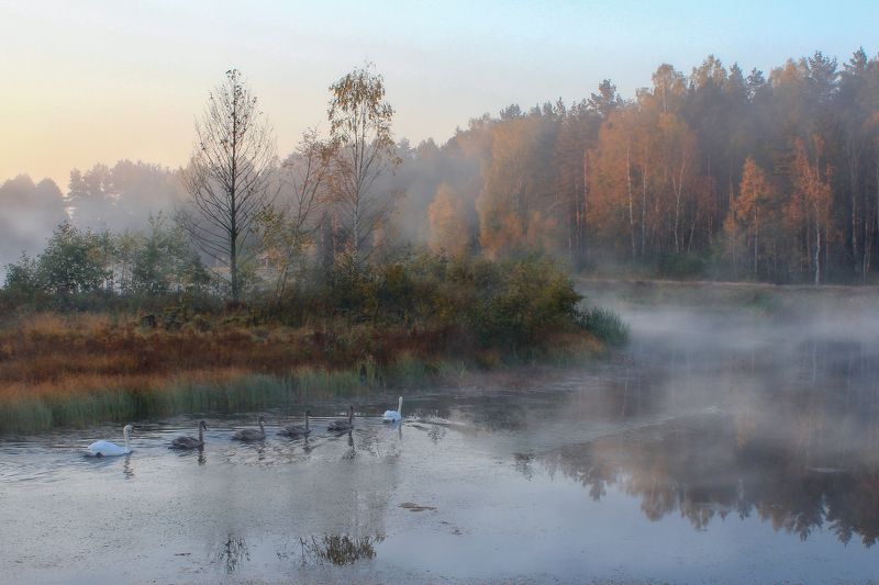 Осень в Беловежской пущеphoto preview