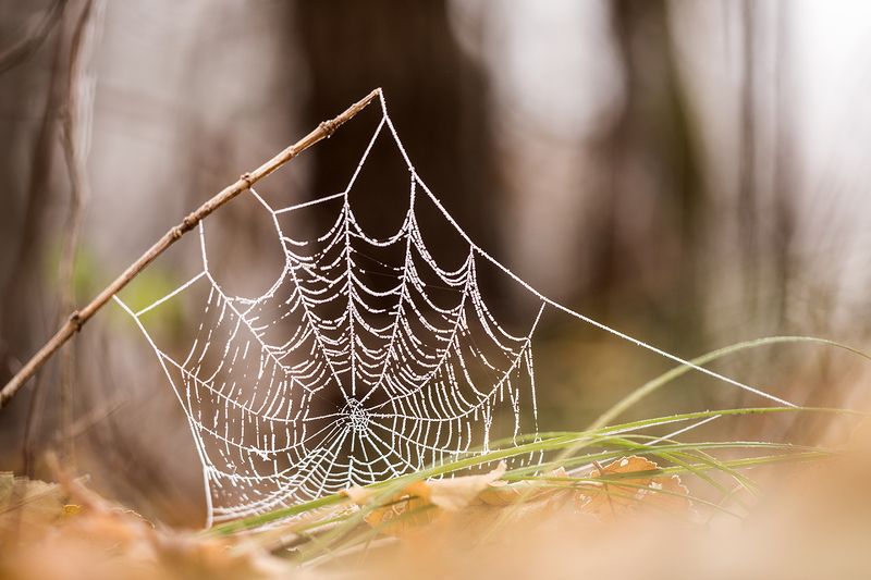 Замёрзшая паутинкаphoto preview