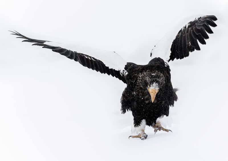 eagle, winter, air The Whitephoto preview