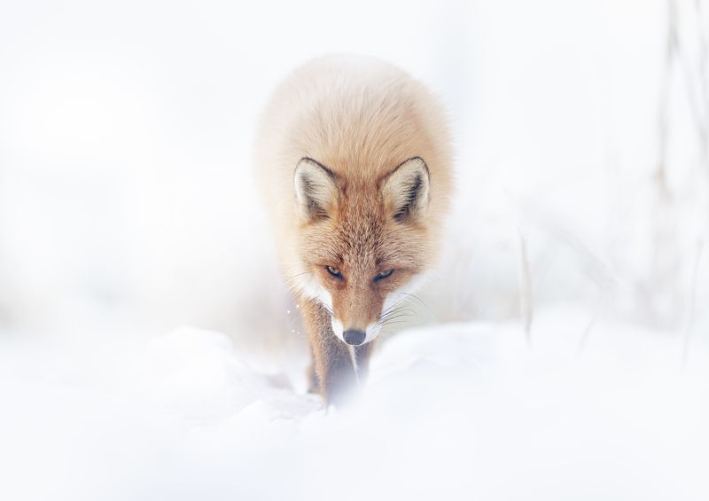 fox, wildlife, winter The Whitephoto preview