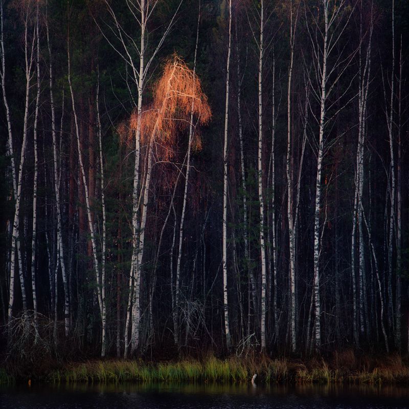 осень ноябрь береза свет отражение Пригрезилось фото превью