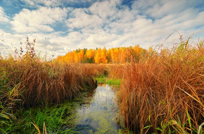 Под солнцем осени  ... фото превью