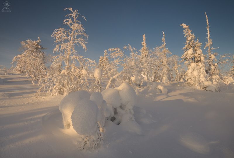 кольский, зима, фототур на кольский, мурманская область, хибины, зимний кольский, заполярье СОЛНЕЧНЫЙ ЛЕС фото превью