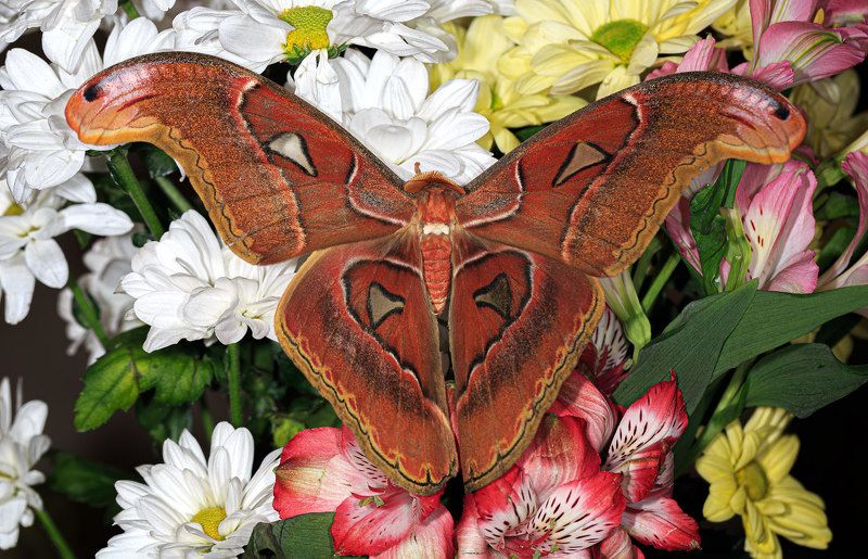 насекомые, бабочка, павлиноглазка, атлас, тропическая Атласphoto preview