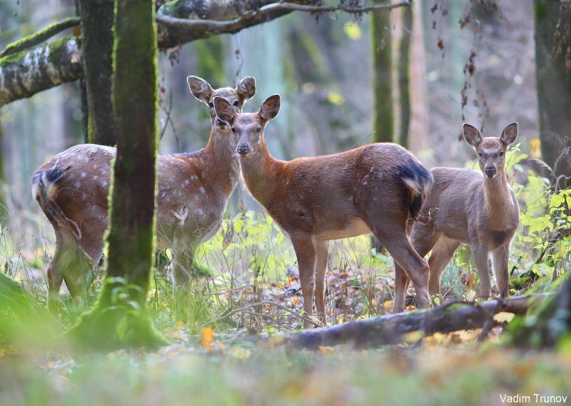 олень, олени, пятнистый олень Олениphoto preview