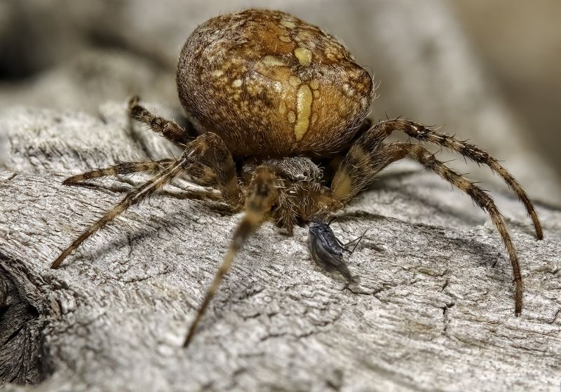 макрофото, макрофотографии, фотомакро, насекомые, макромир, макрофотограф, макроаддикт, макро_мир, naturelovers, naturelover, naturephotography, macrolove, macro_love, biodiversity, macrophotography, macro, macronature, entomology, arthropods, arthropod,  Cold weather survivor фото превью