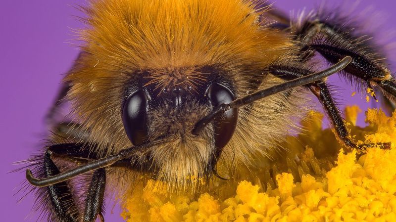 Шмельphoto preview