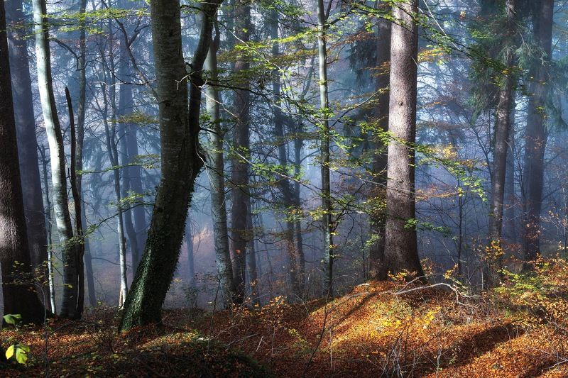 Туманное утроphoto preview