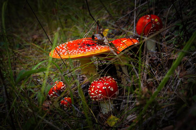 лес, поляна, грибы, мухоморы Праздник мухоморовphoto preview