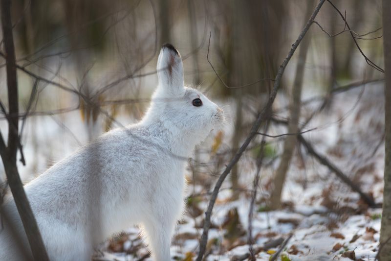 заяц, заяц-беляк, беляк, фотоохота, лес, зима, новосибирск Белякphoto preview