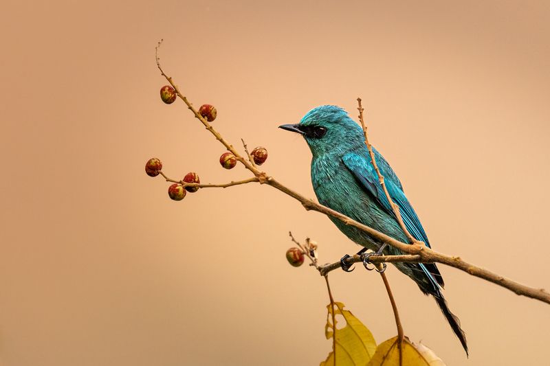 Turquoise Gemphoto preview