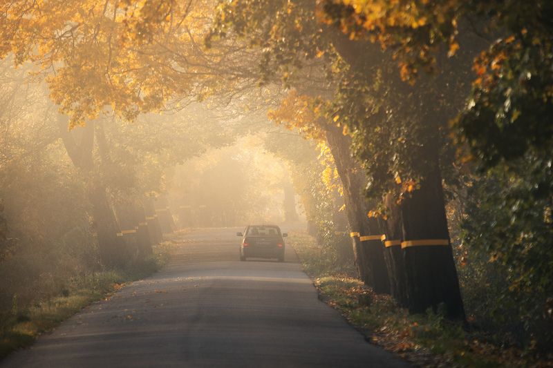 Дорога в осень фото превью