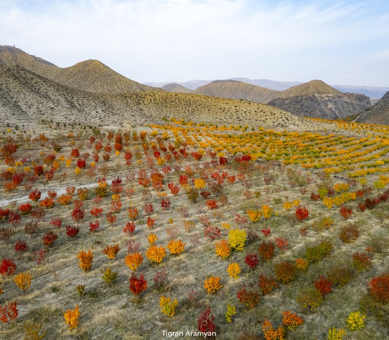Armeniaphoto preview