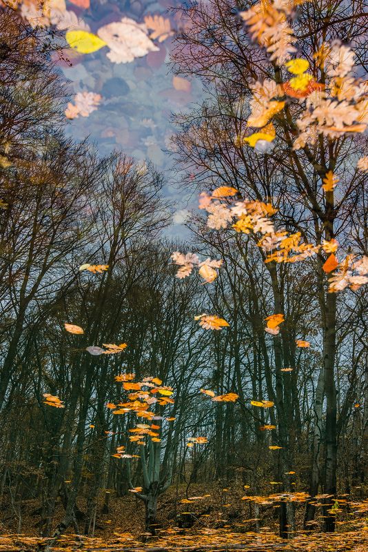 Отражениеphoto preview