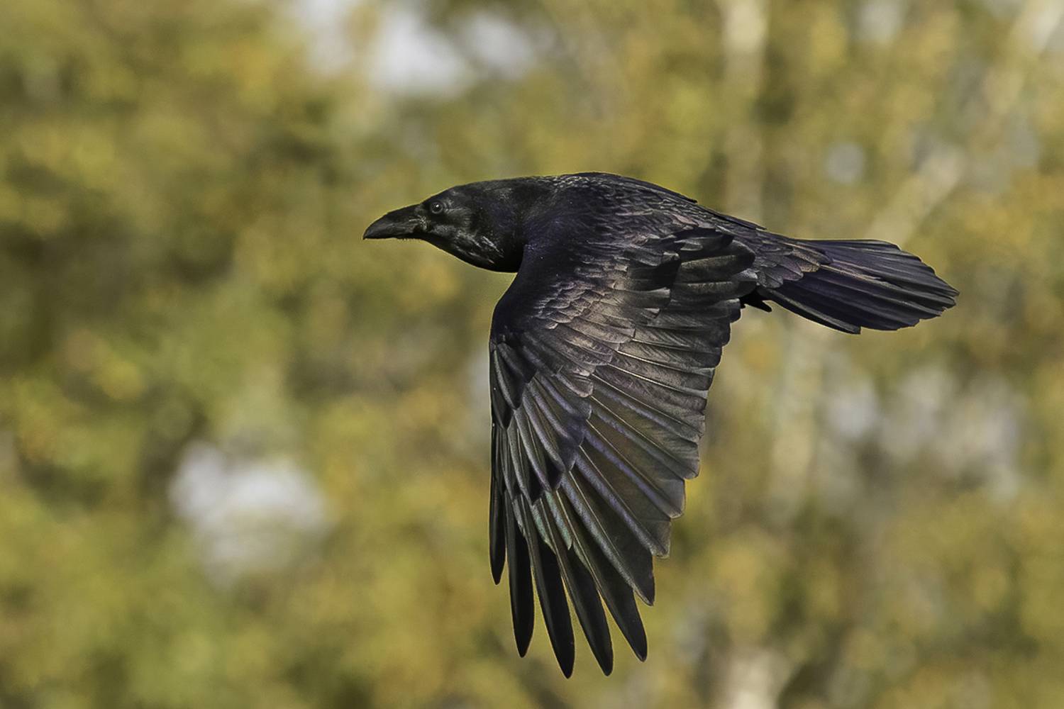 птица, ворон, лес, осень, Сытина Наталия