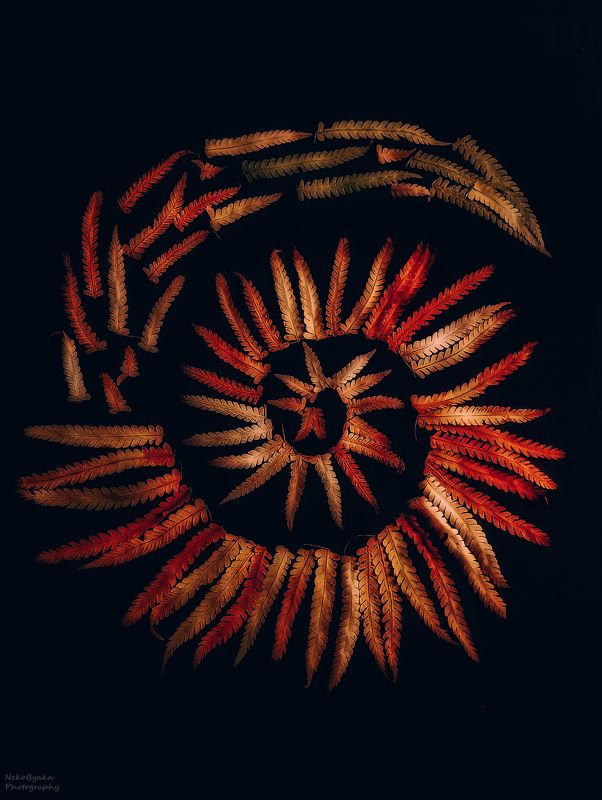 природа, папоротник, арт, сухоцветы, листья, осень, растения, абстракция, nature, fern, art, dried flowers, leaves, autumn, plants, abstraction, Autumn fern artphoto preview