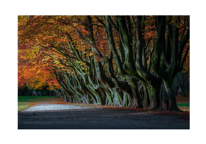 Krzywe drzewaphoto preview