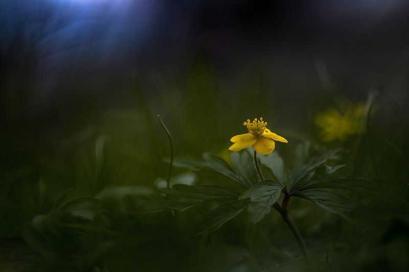 Through the shadowsphoto preview